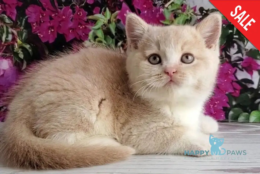 Uno British Shorthair male cream bicolour - live animals