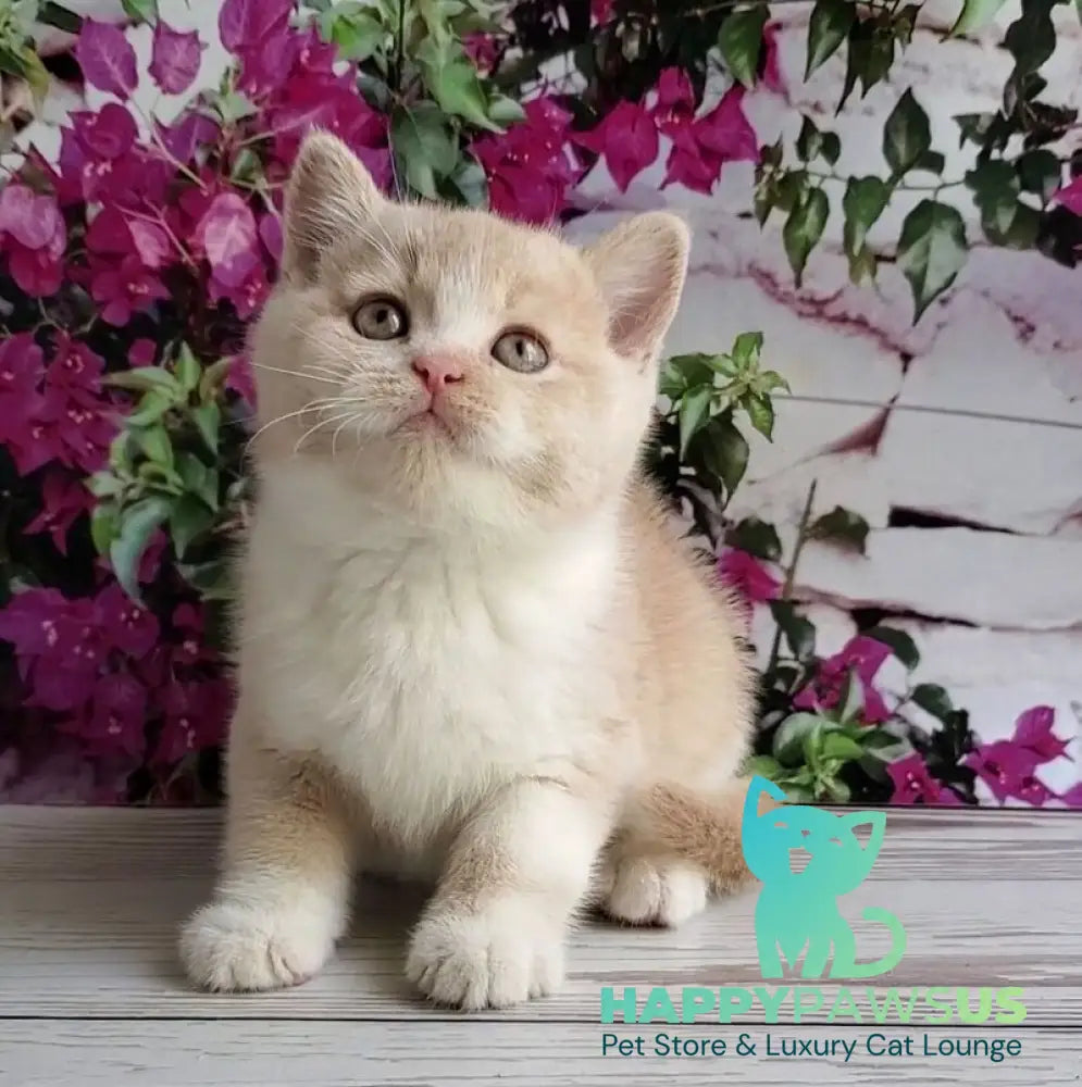 Uno British Shorthair male cream bicolour - live animals
