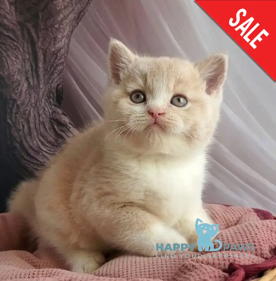 Uno British Shorthair male cream bicolour - live animals