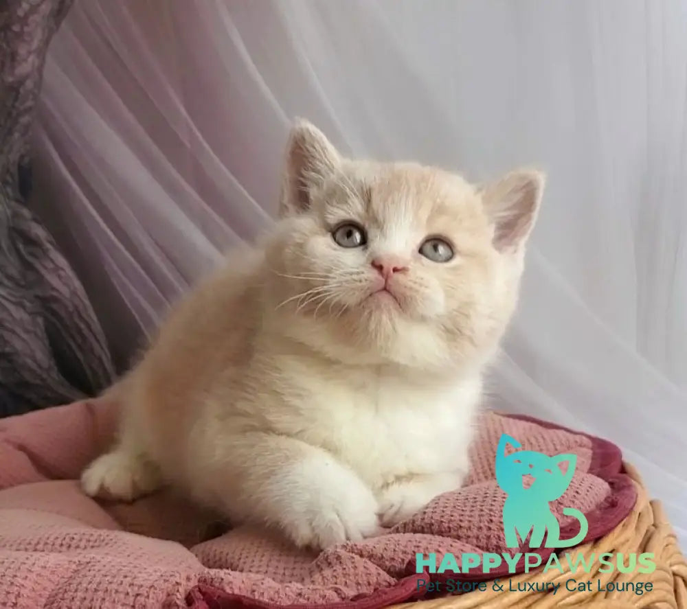 Uno British Shorthair male cream bicolour - live animals