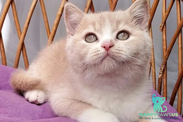 Uno British Shorthair male cream bicolour - live animals