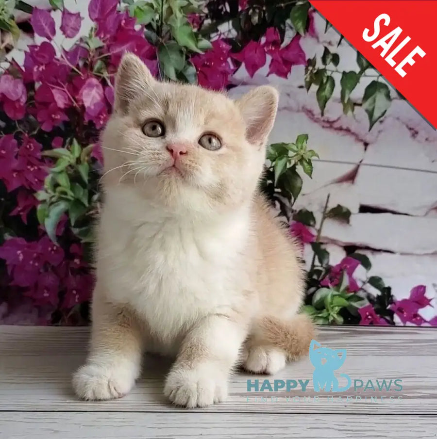 Uno British Shorthair male cream bicolour - live animals