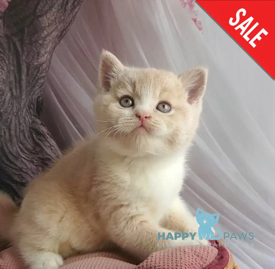 Uno British Shorthair male cream bicolour - live animals