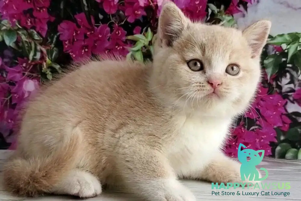 Uno British Shorthair male cream bicolour - live animals