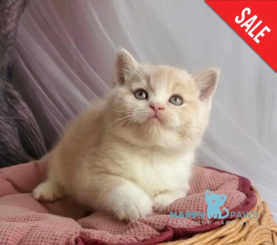 Uno British Shorthair male cream bicolour - live animals