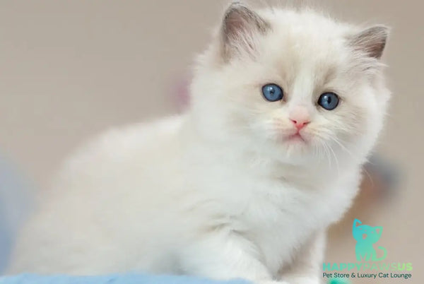 Uno Ragdoll male blue bicolour - live animals