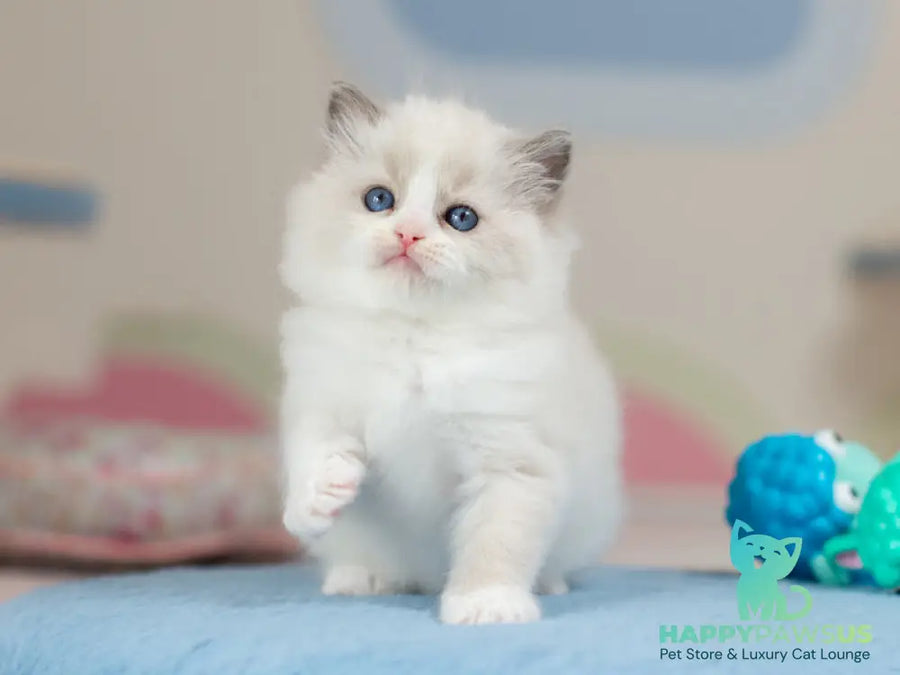 Uno Ragdoll male blue bicolour - live animals