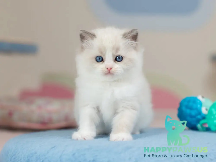 Uno Ragdoll male blue bicolour - live animals