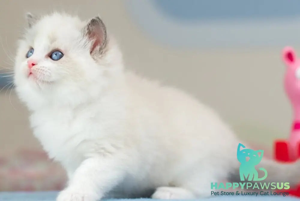 Uno Ragdoll male blue bicolour - live animals