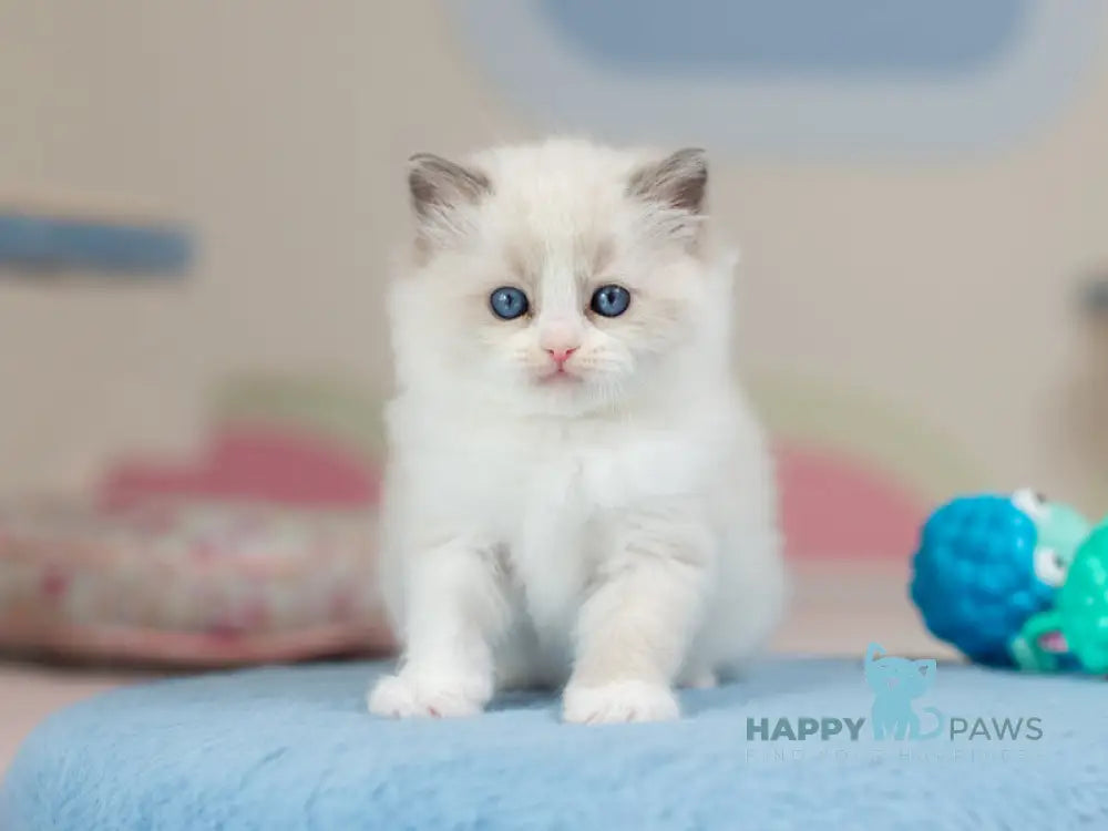 Uno Ragdoll male blue bicolour - live animals
