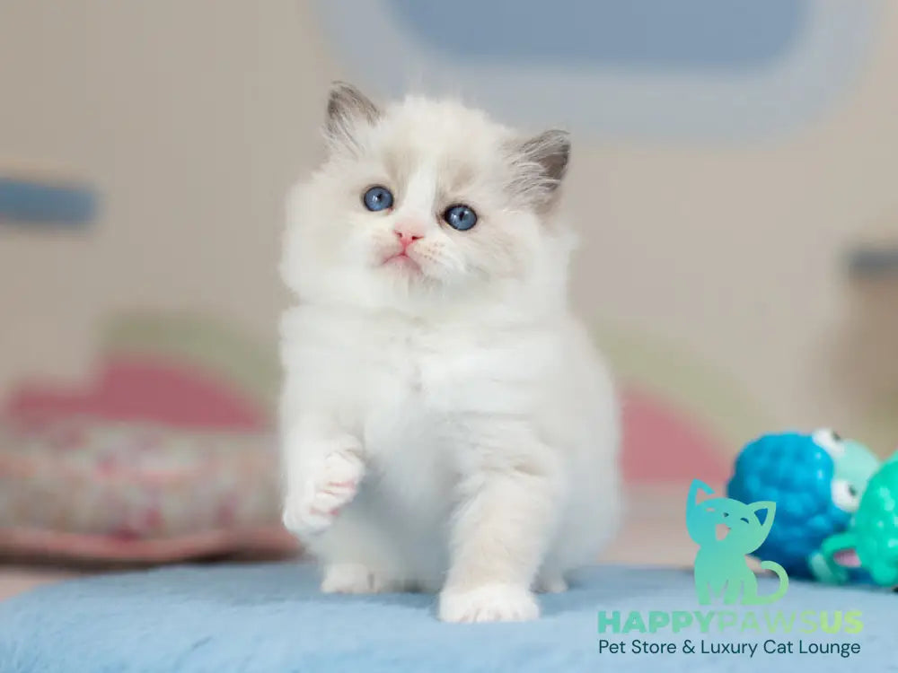 Uno Ragdoll male blue bicolour - live animals
