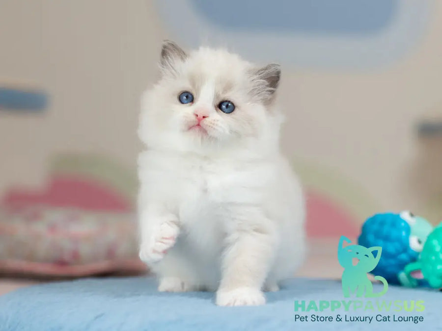 Uno Ragdoll male blue bicolour - live animals