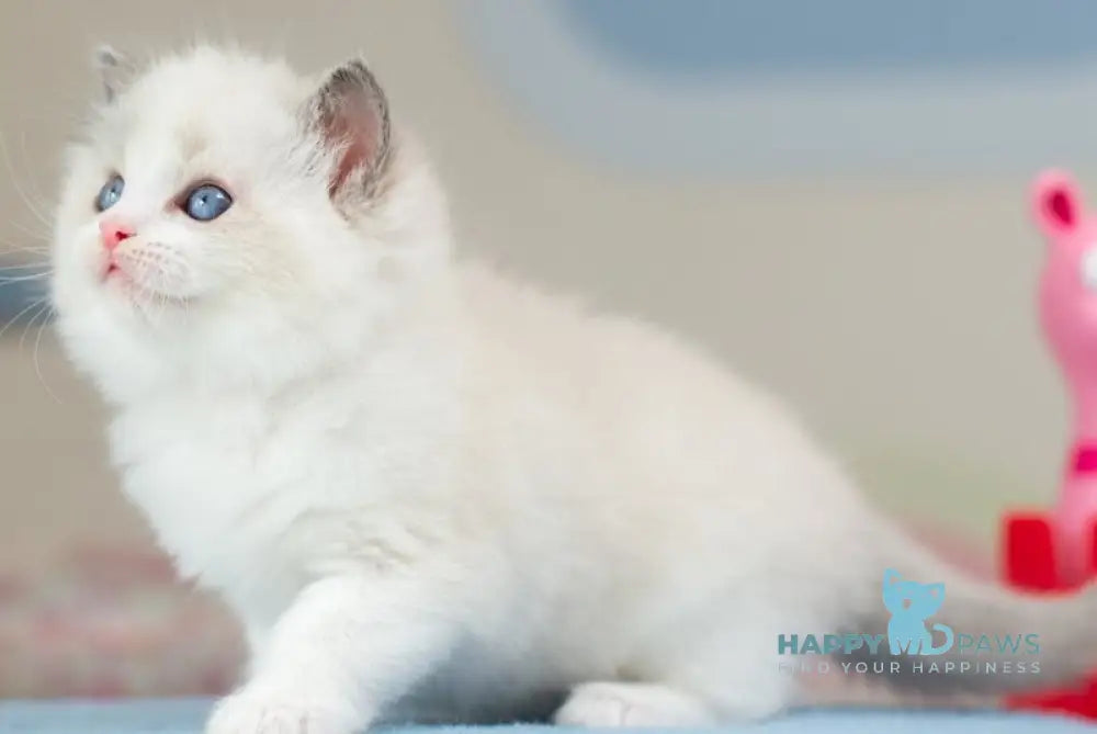 Uno Ragdoll male blue bicolour - live animals