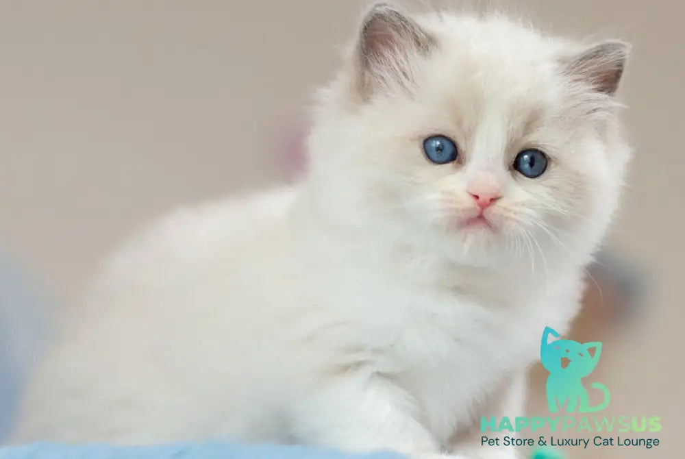 Uno Ragdoll male blue bicolour - live animals