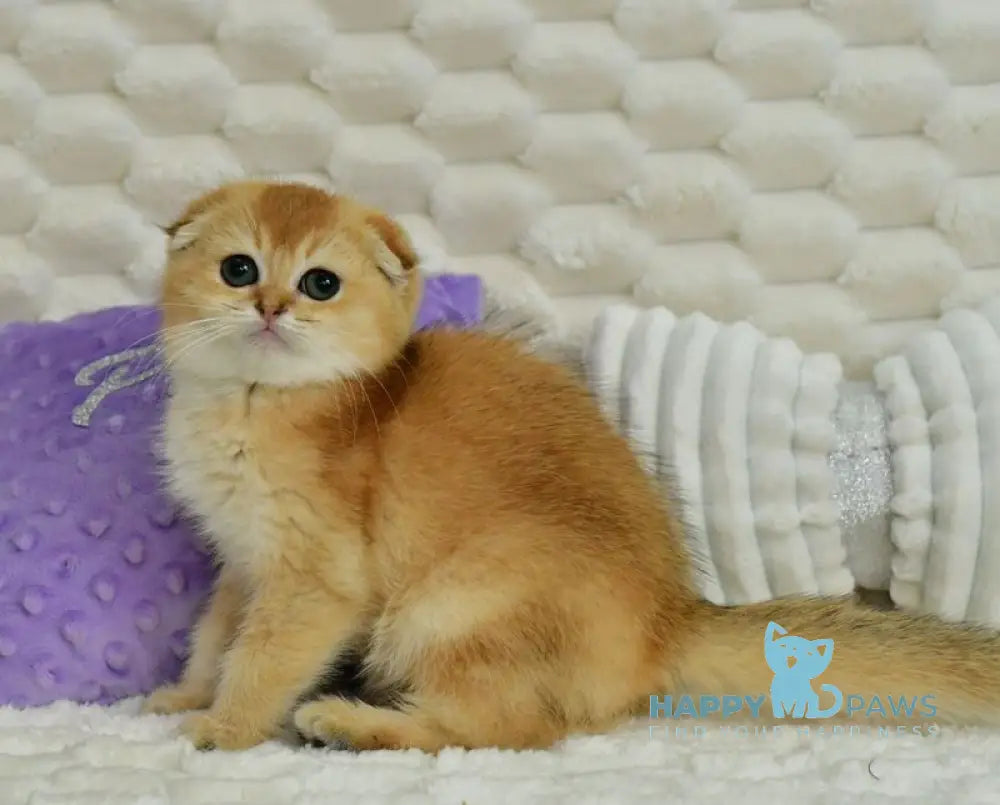 Uno Scottish Fold male chocolate golden shaded live animals