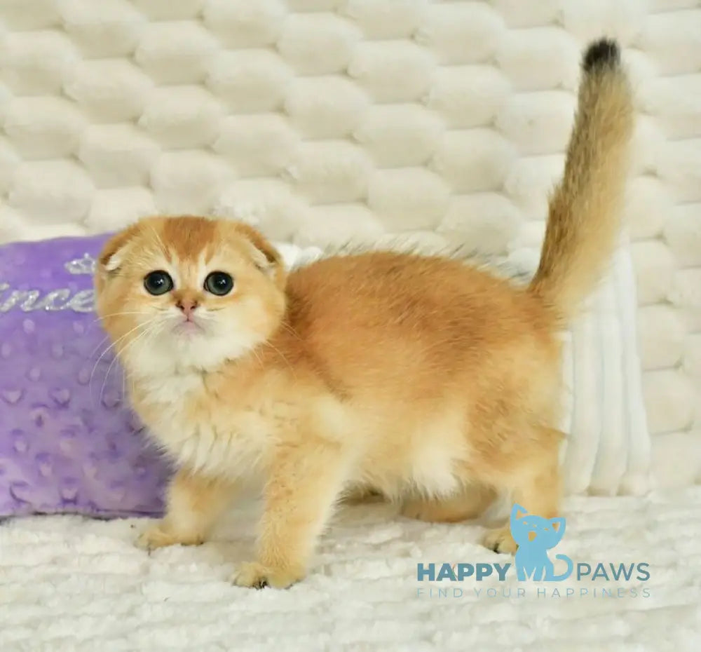 Uno Scottish Fold male chocolate golden shaded live animals