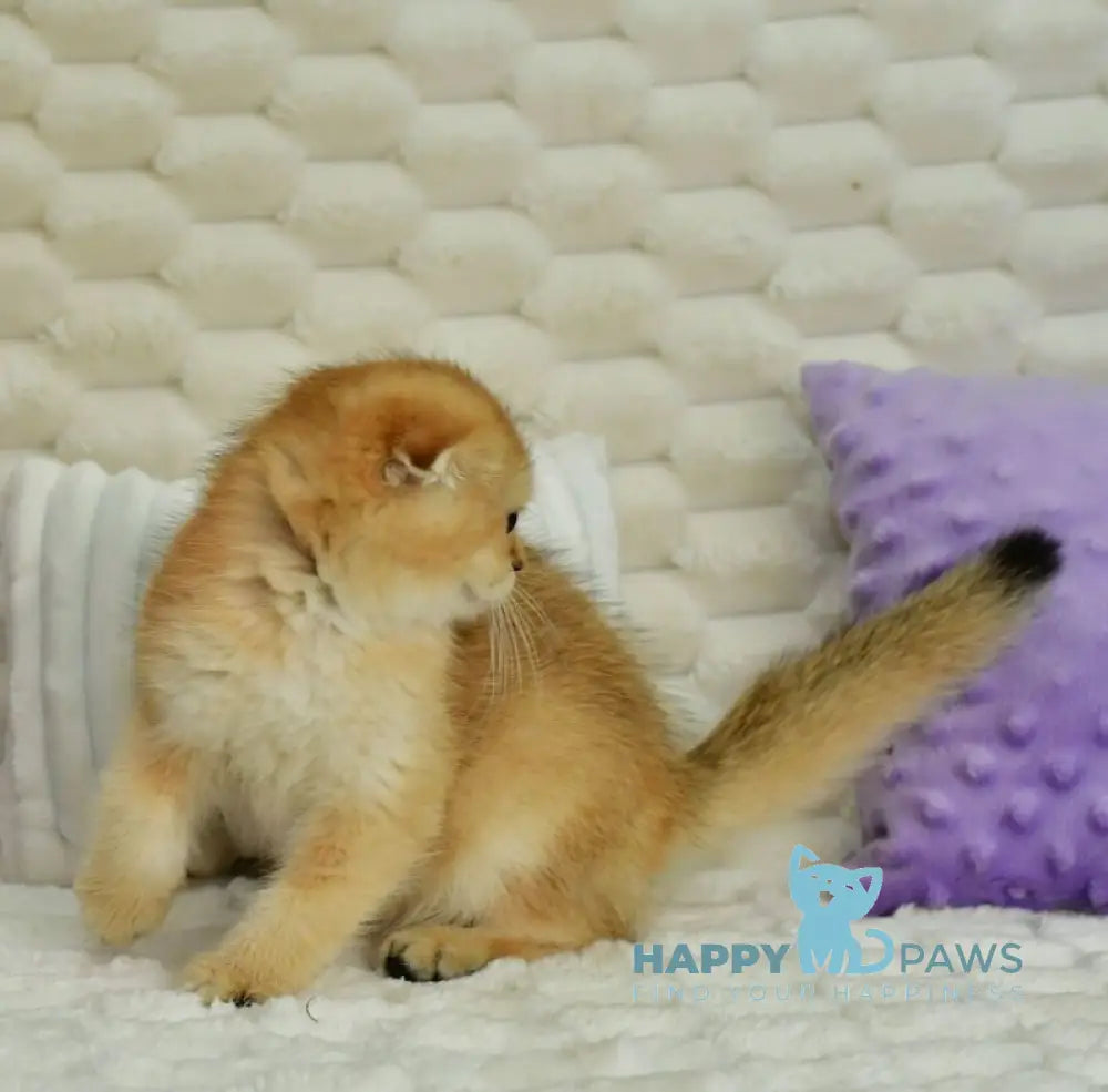 Uno Scottish Fold male chocolate golden shaded live animals