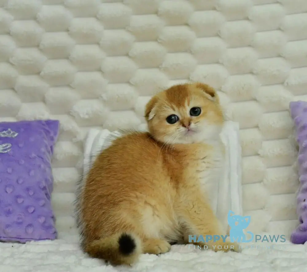 Uno Scottish Fold male chocolate golden shaded live animals