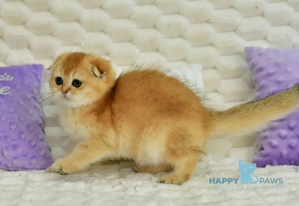 Uno Scottish Fold male chocolate golden shaded live animals