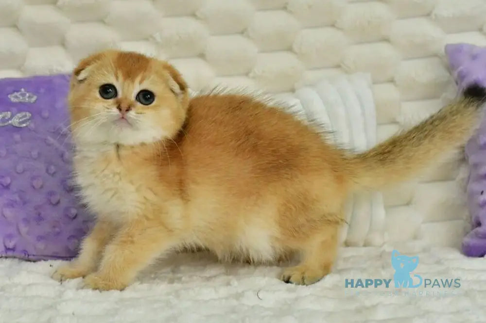 Uno Scottish Fold male chocolate golden shaded live animals