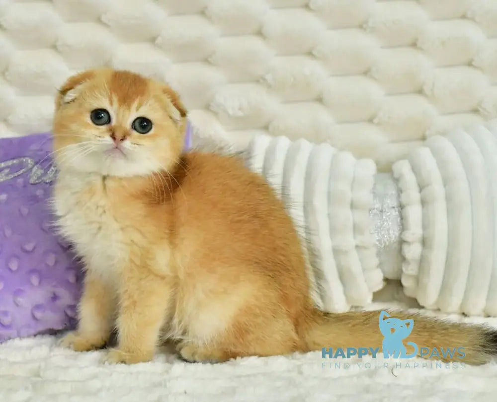Uno Scottish Fold male chocolate golden shaded live animals