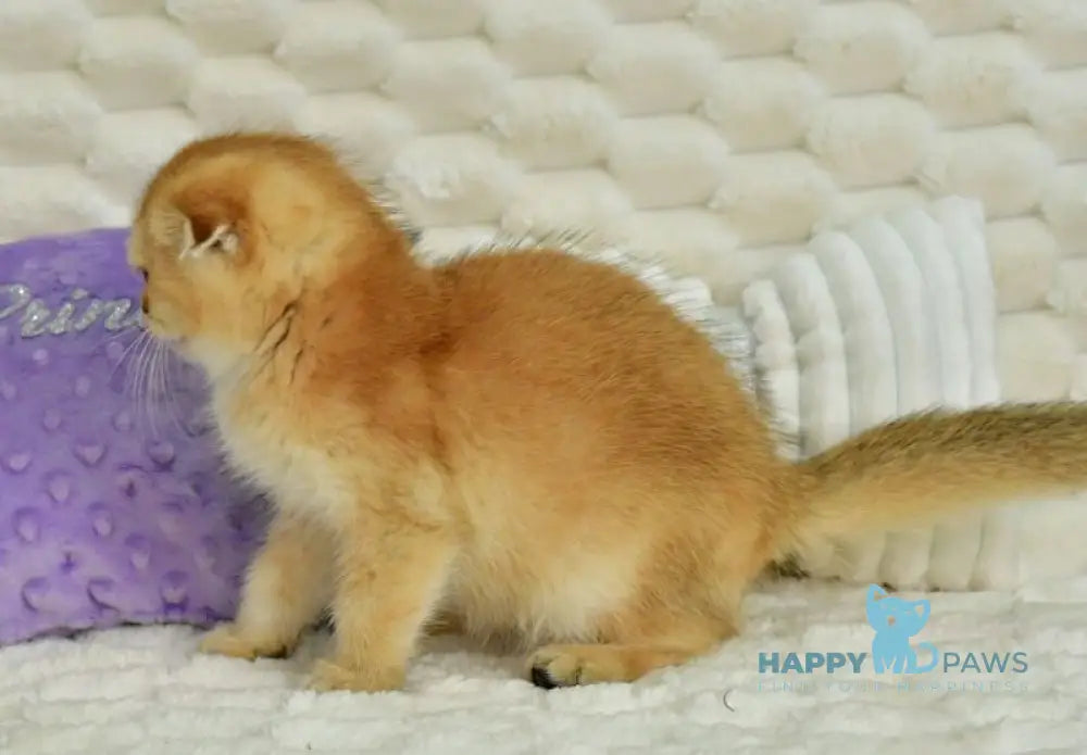 Uno Scottish Fold male chocolate golden shaded live animals