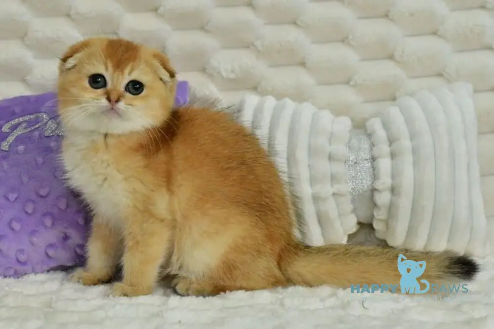 Uno Scottish Fold male chocolate golden shaded live animals