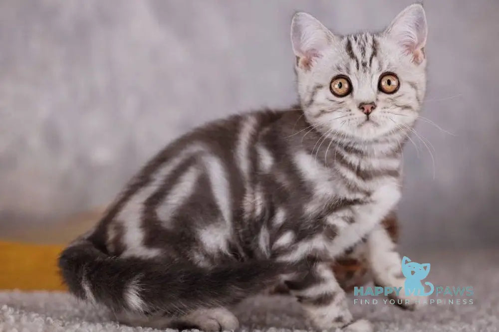 Uno Scottish Straight male black silver tabby live animals