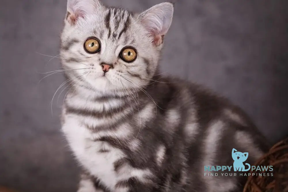 Uno Scottish Straight male black silver tabby live animals