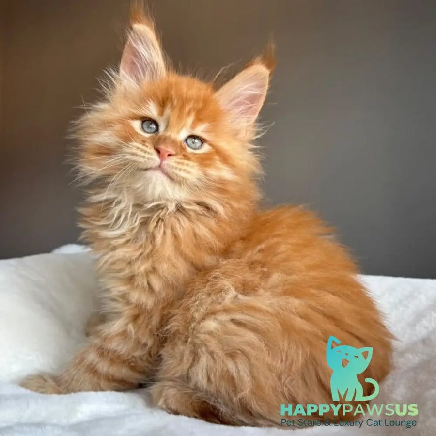 Unreal Maine Coon male red tabby - live animals