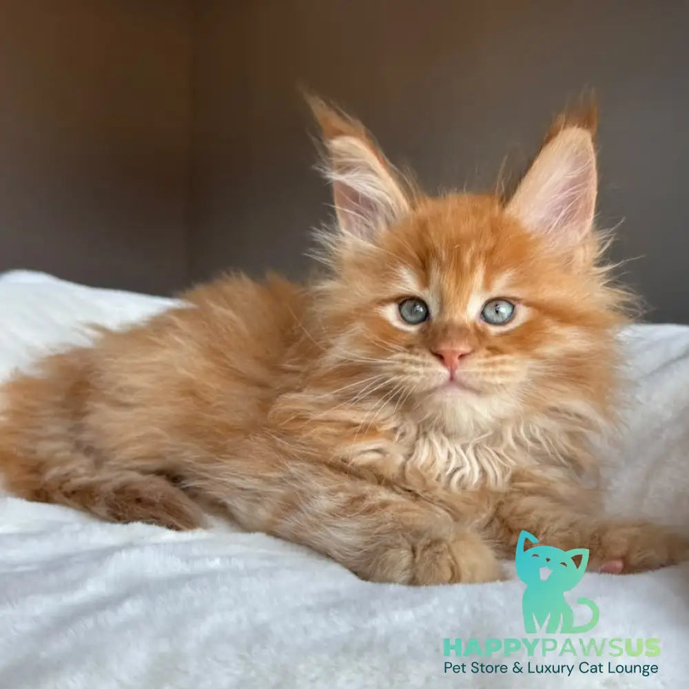 Unreal Maine Coon male red tabby - live animals