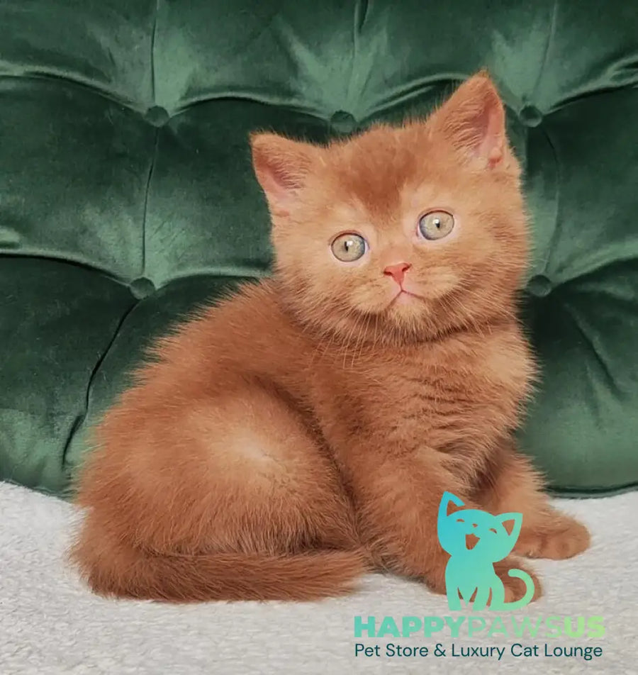 Unus British Shorthair male cinnamon - live animals