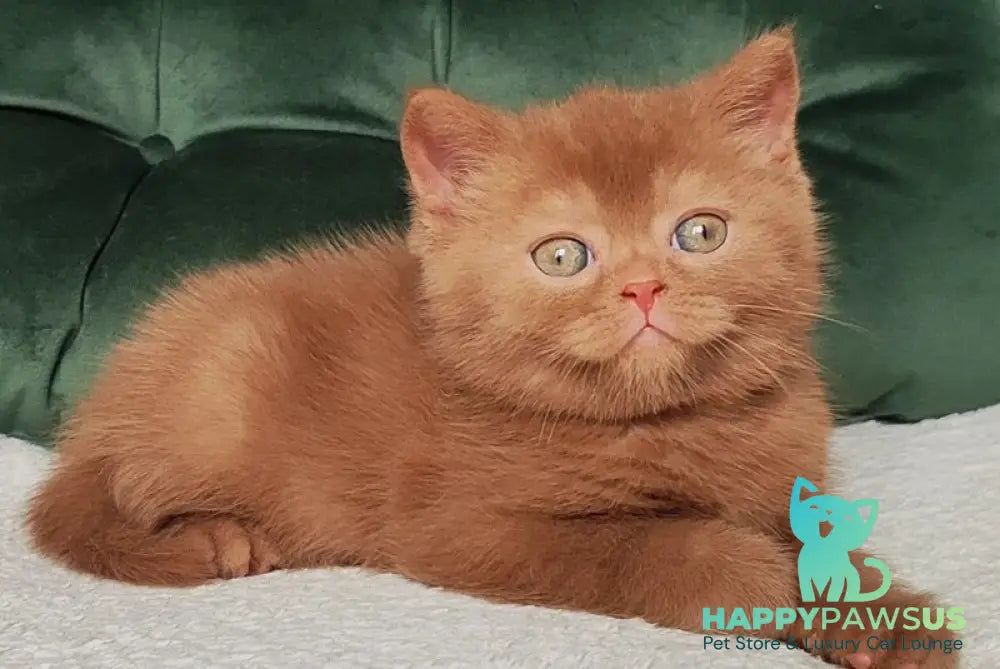 Unus British Shorthair male cinnamon - live animals