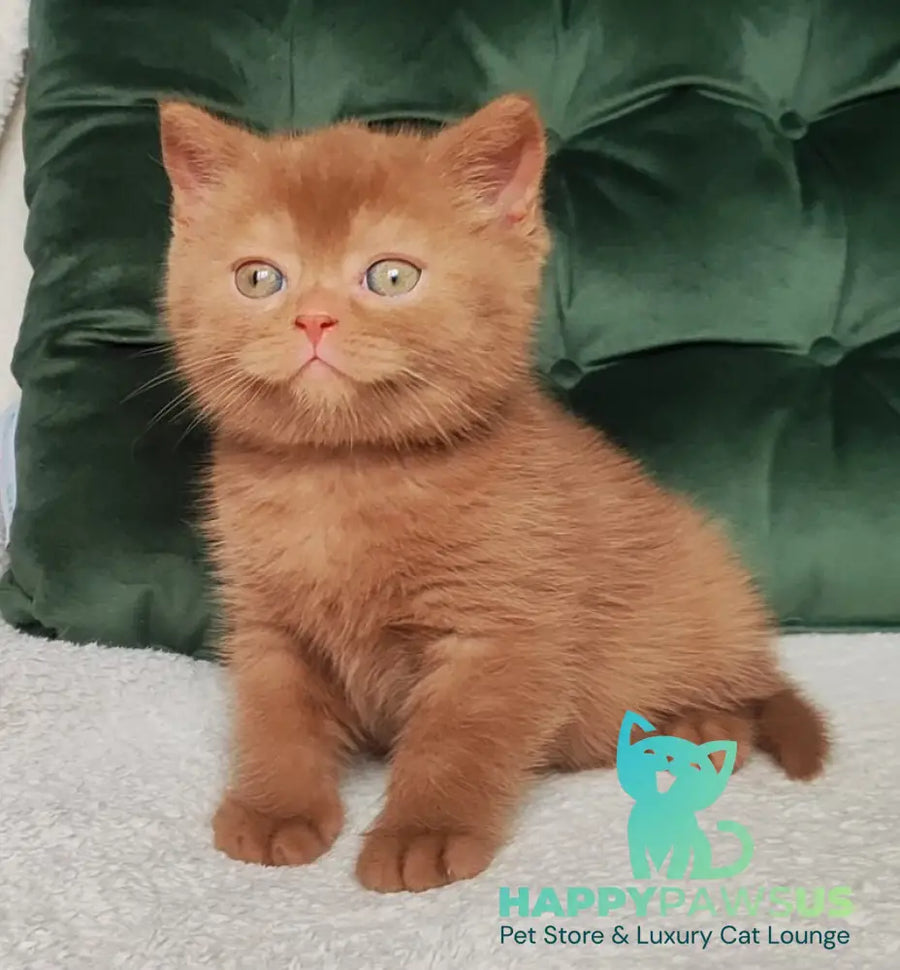 Unus British Shorthair male cinnamon - live animals
