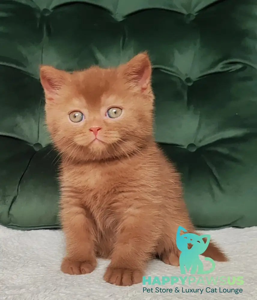 Unus British Shorthair male cinnamon - live animals