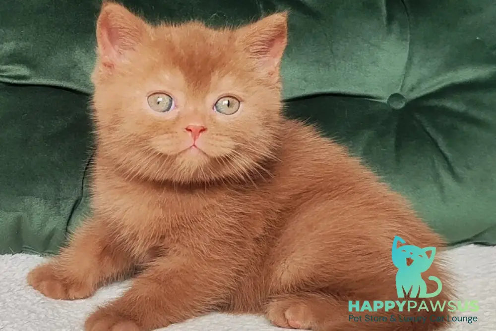 Unus British Shorthair male cinnamon - live animals