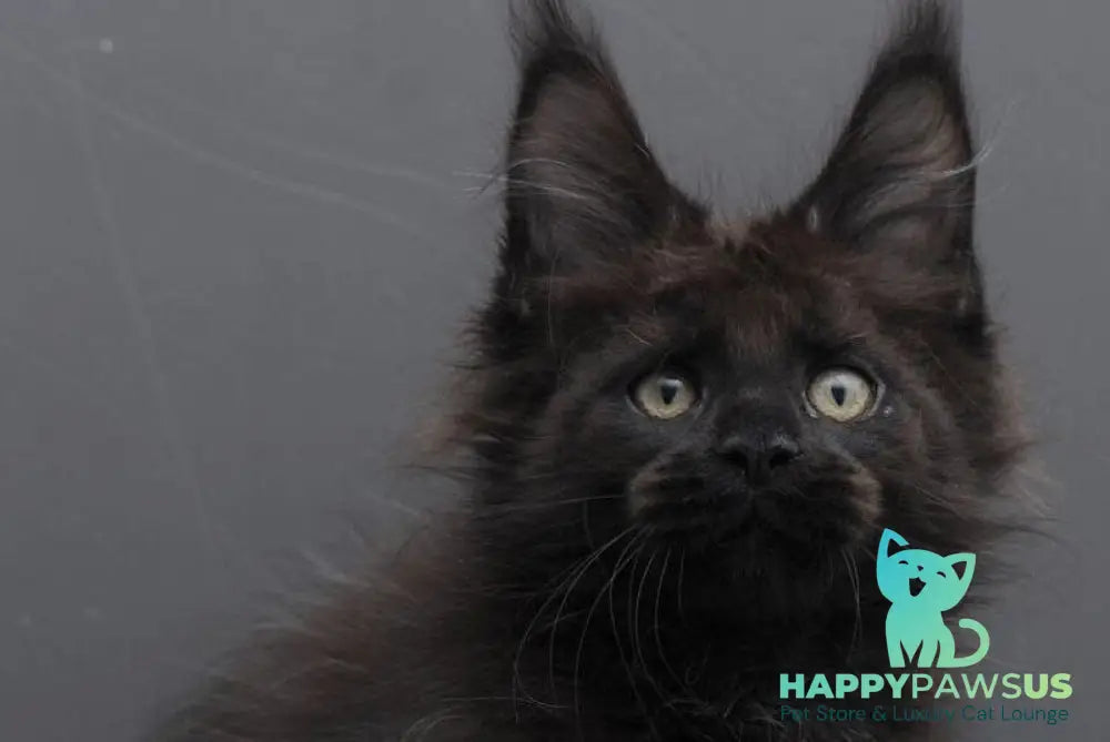 Uoker Maine Coon male black live animals
