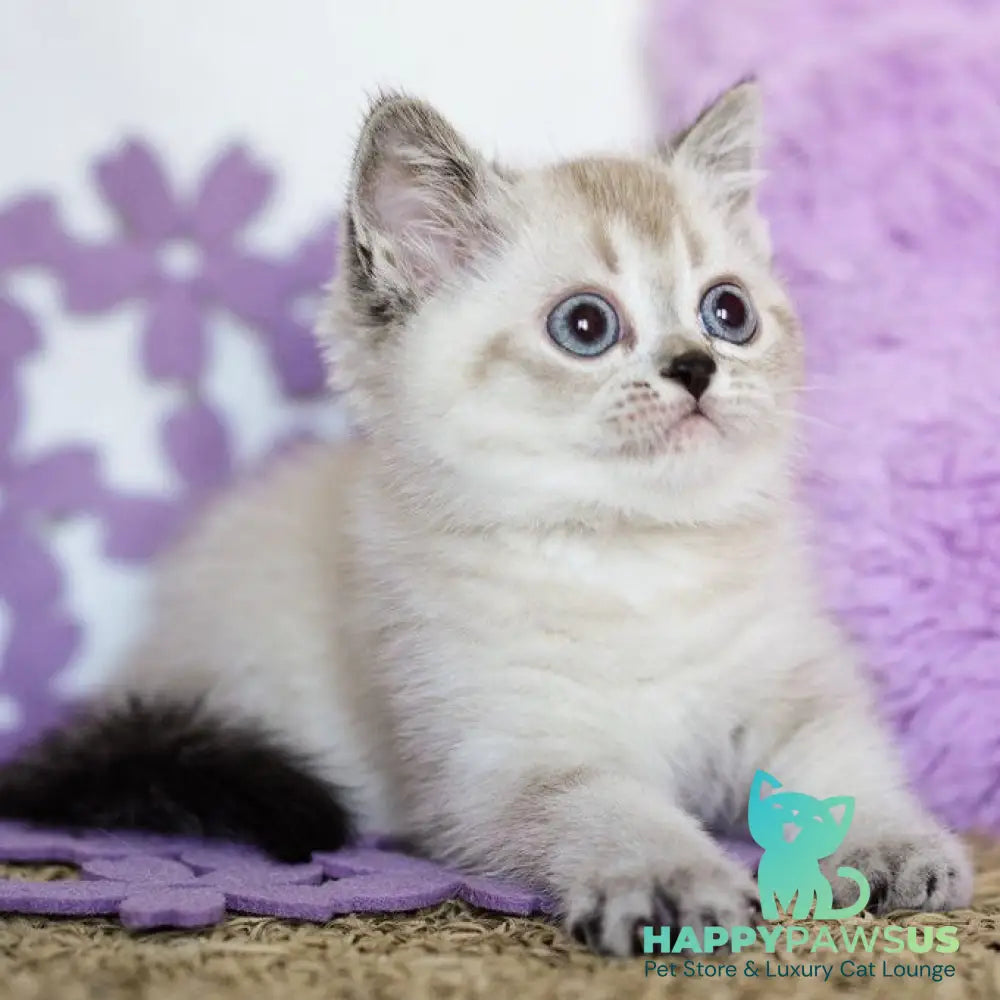 Uoker Scottish Straight male black ticked tabby pointed - live animals