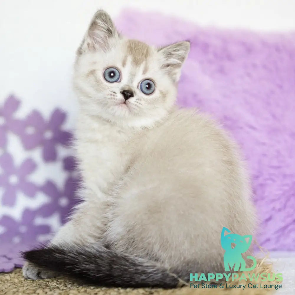 Uoker Scottish Straight male black ticked tabby pointed - live animals