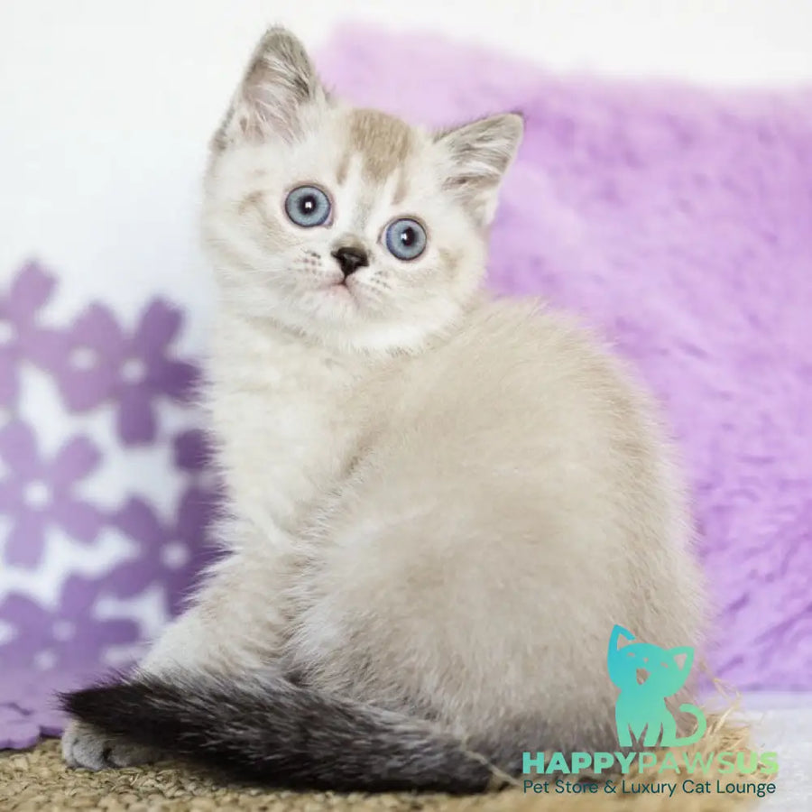 Uoker Scottish Straight male black ticked tabby pointed - live animals