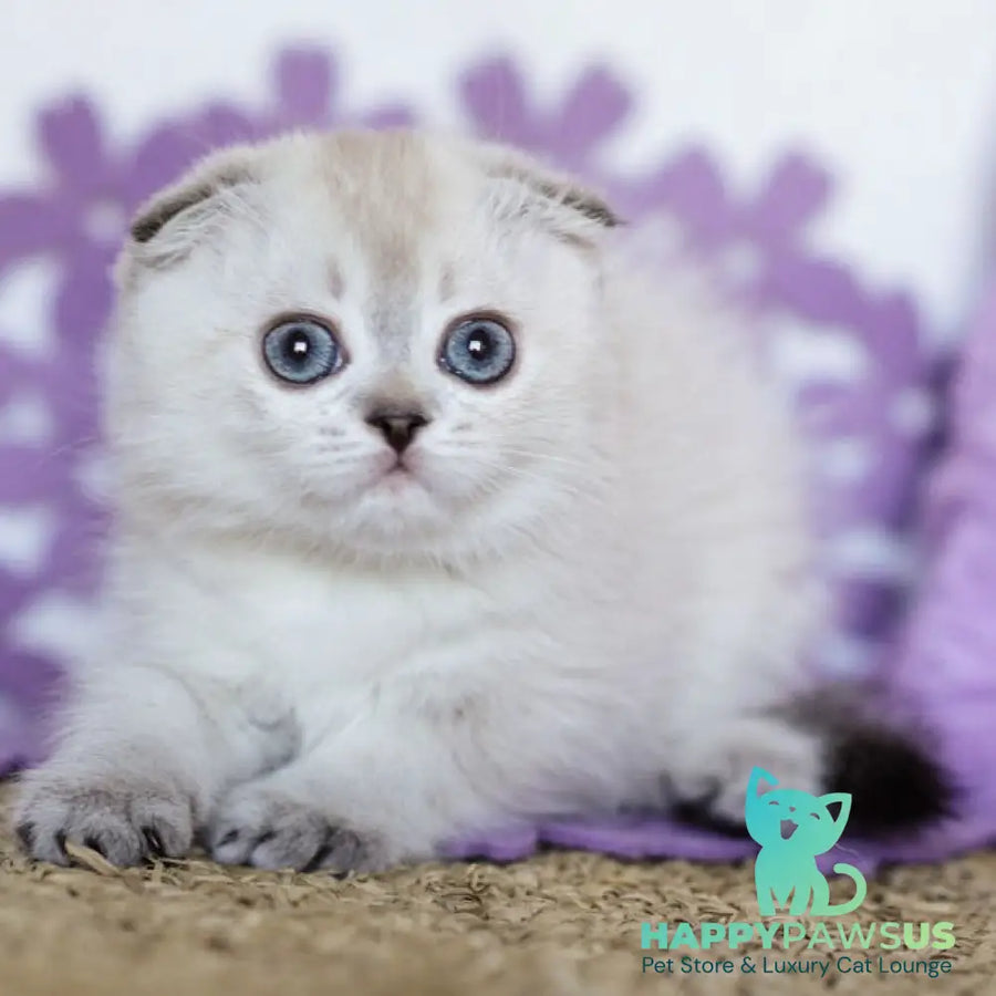 Upi Scottish Fold female black ticked tabby pointed - live animals
