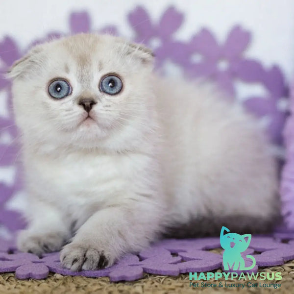 Upi Scottish Fold female black ticked tabby pointed - live animals