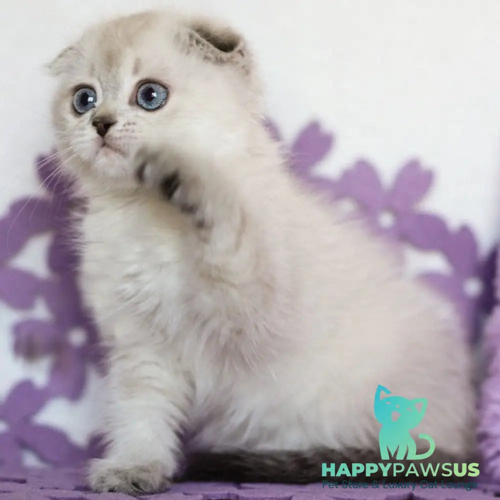 Upi Scottish Fold female black ticked tabby pointed - live animals