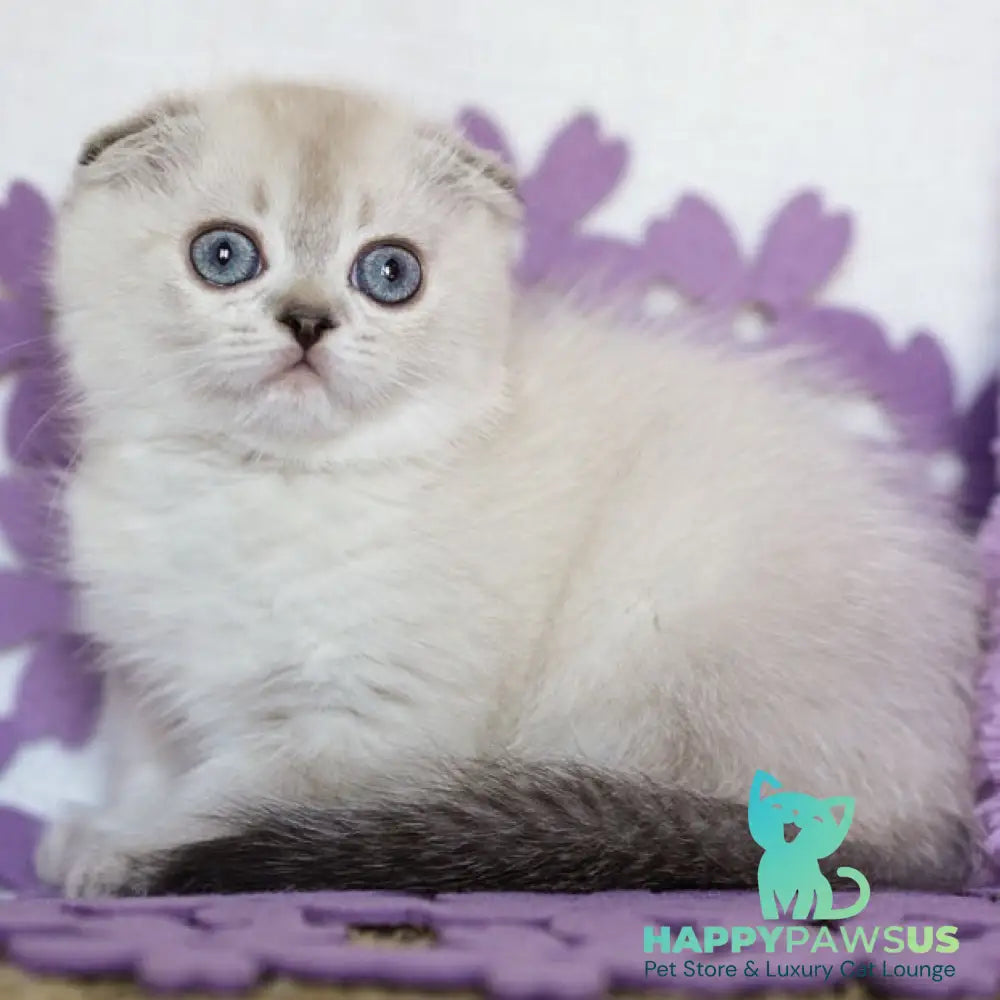 Upi Scottish Fold female black ticked tabby pointed - live animals