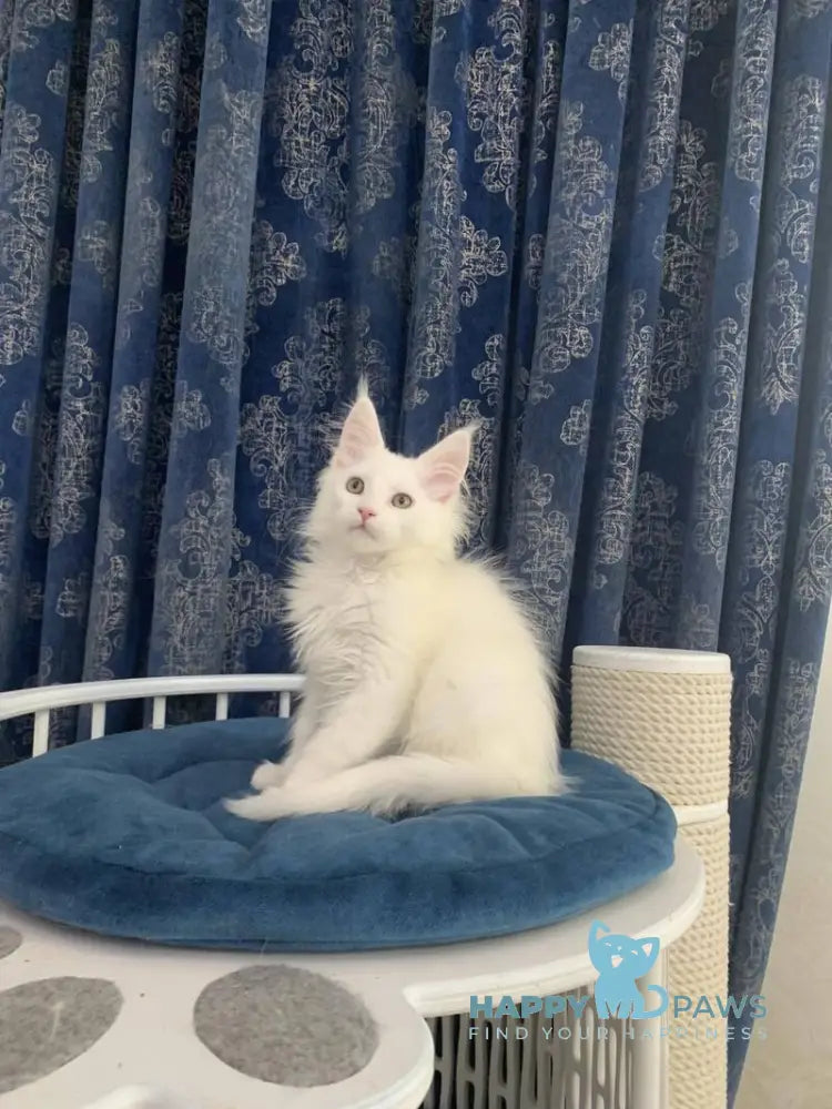 Upland Maine Coon male white live animals