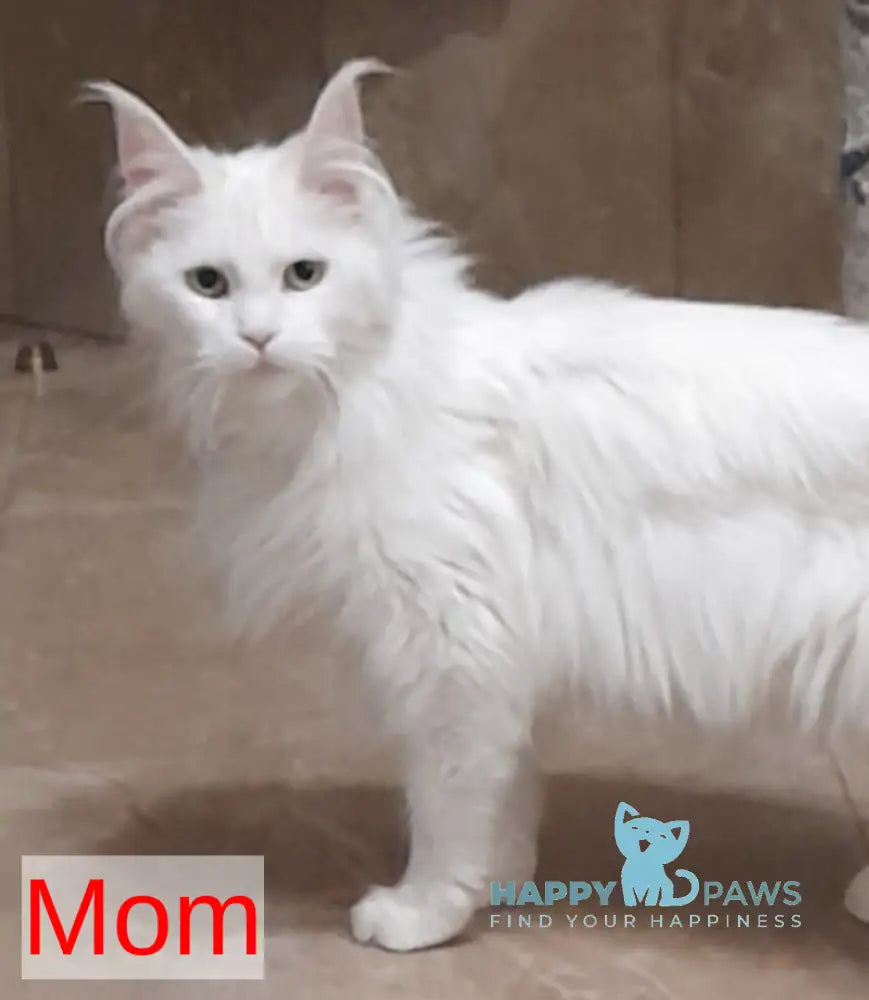 Upland Maine Coon male white live animals
