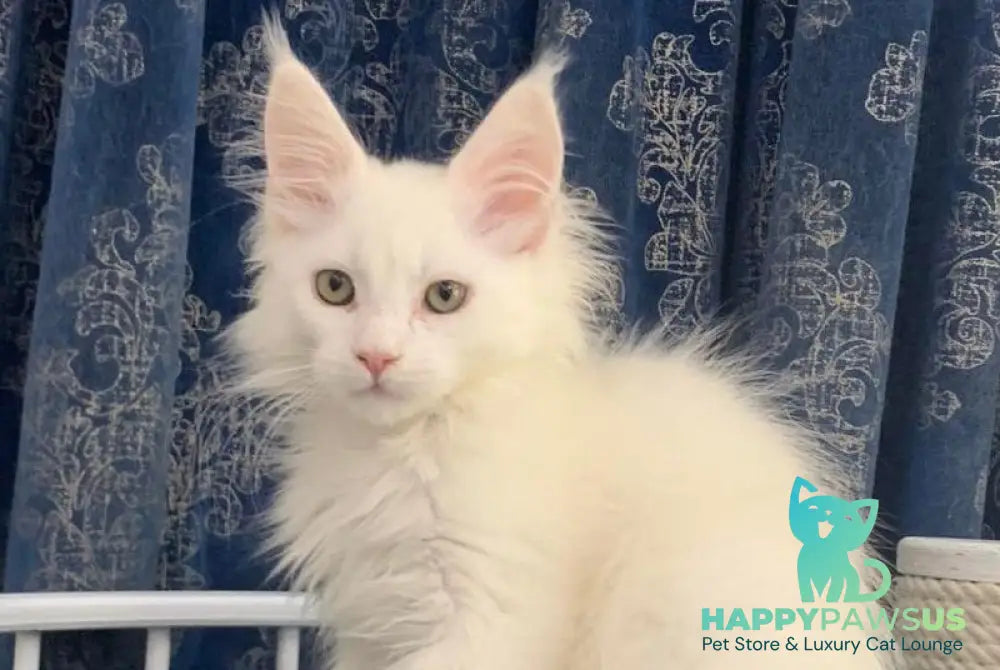 Upland Maine Coon male white live animals