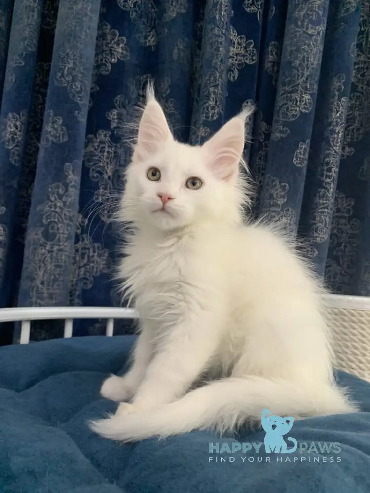 Upland Maine Coon male white live animals