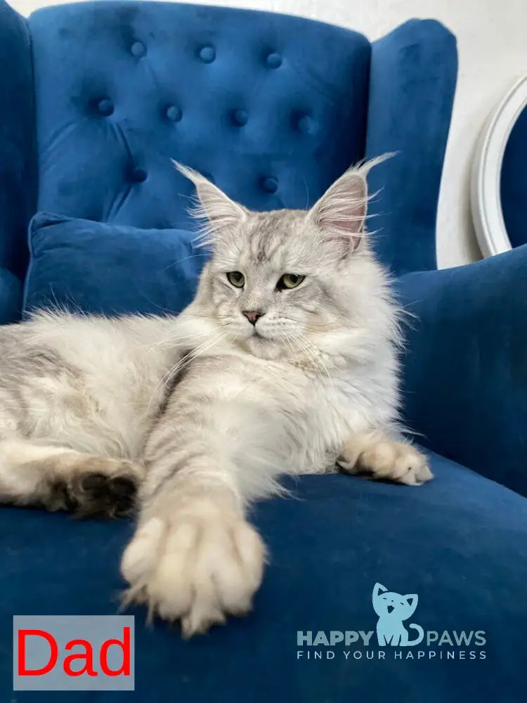 Upland Maine Coon male white live animals