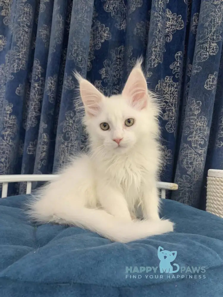 Upland Maine Coon male white live animals